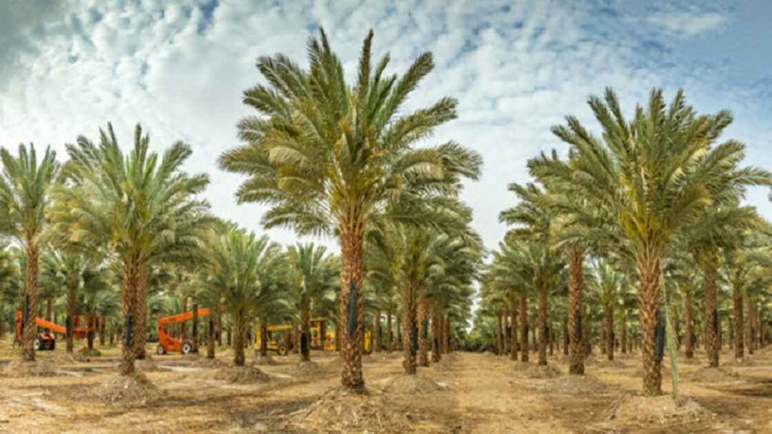 Tree Cutting in Saudi Arabia is Crime